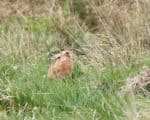 Brown Hare