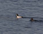 Goldeneye