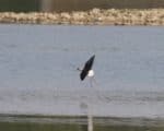 Black-winged Stilt