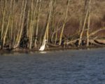 Great White Egret