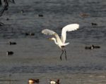 Great White Egret