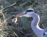 Grey Heron