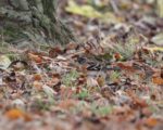 Brambling
