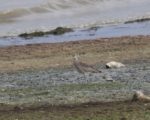Whimbrel