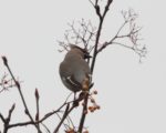 Waxwing