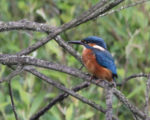 Kingfisher