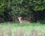 Muntjac