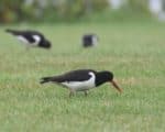 Oystercatcher