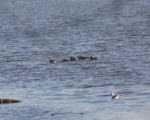 Pintail