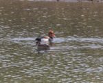 Red-crested Pochard