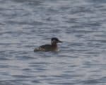 Red Necked Grebe
