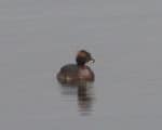 Slavonian Grebe