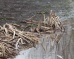 Snipe