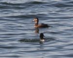 Surf Scoter