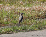 Wheatear