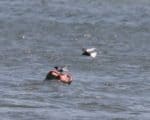 White-winged Tern