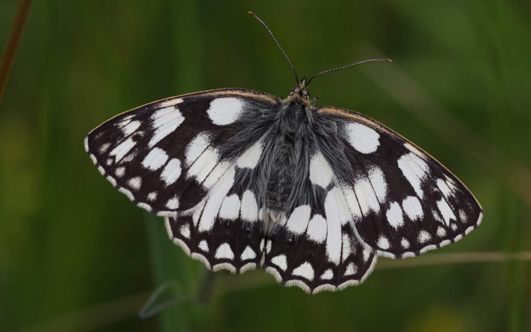 Outdoor Meeting: Butterflies at Robert’s Field