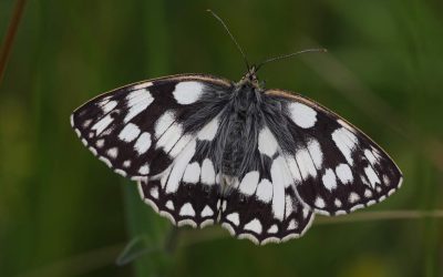 Outdoor Meeting: Ketton Quarry