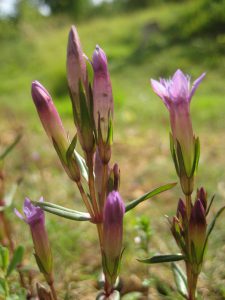 24. autumn gentian