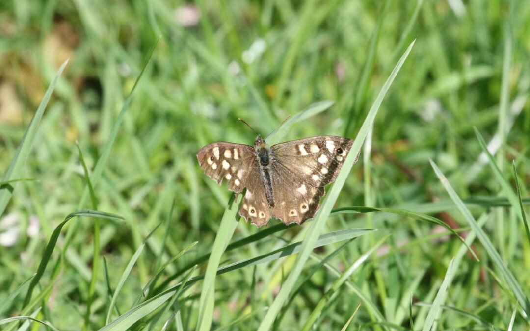 Speckled Wood
