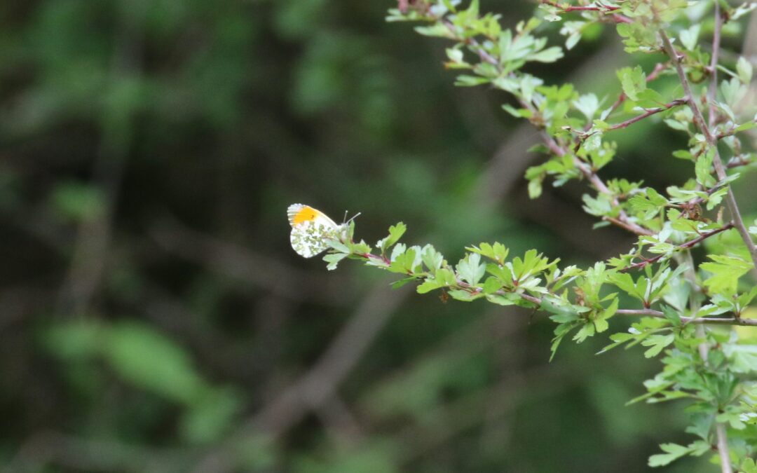 Orange Tip