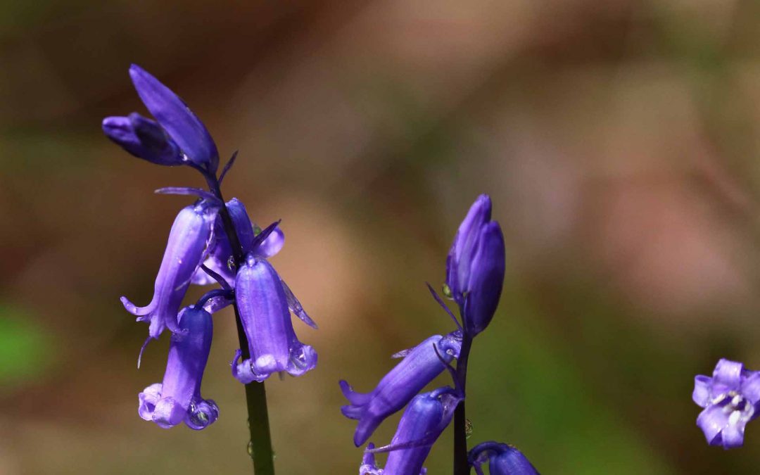 Outdoor Meeting: Launde Big Wood