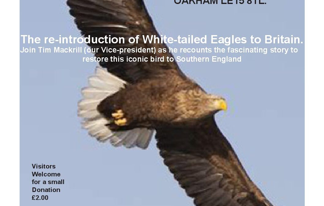 White-tailed eagles poster