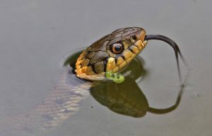 6_Angry Grass snake tasting the air