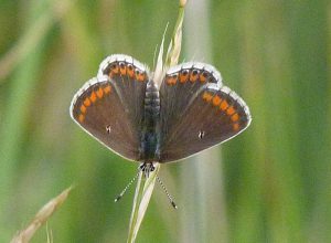 8 brown argus (white spot version) KQ 8thaug15 edit