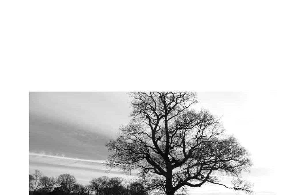 2014 RNHS Annual Report cover