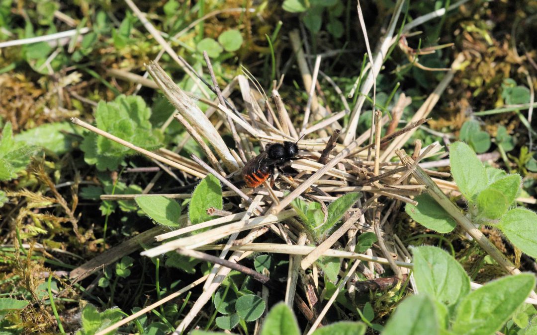 Outdoor Meeting: Ketton Quarry Family Bug Hunt