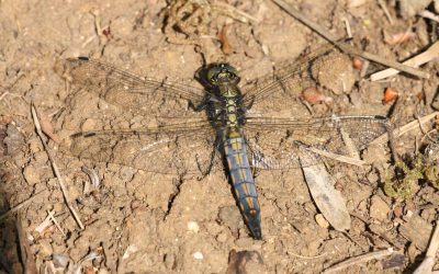 Outdoor Meeting: Cossington Meadows Nature Reserve