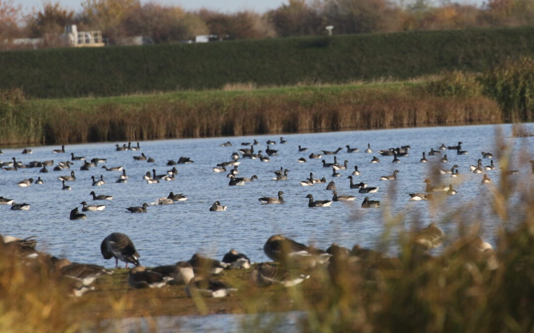 Brent Geese Frampton Marsh 10th November 2019 (2)