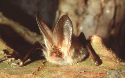 Outdoor Meeting: Bat Walk Aldgate