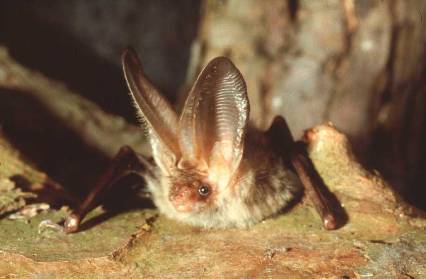 Outdoor Meeting: Bat Walk at the VTC