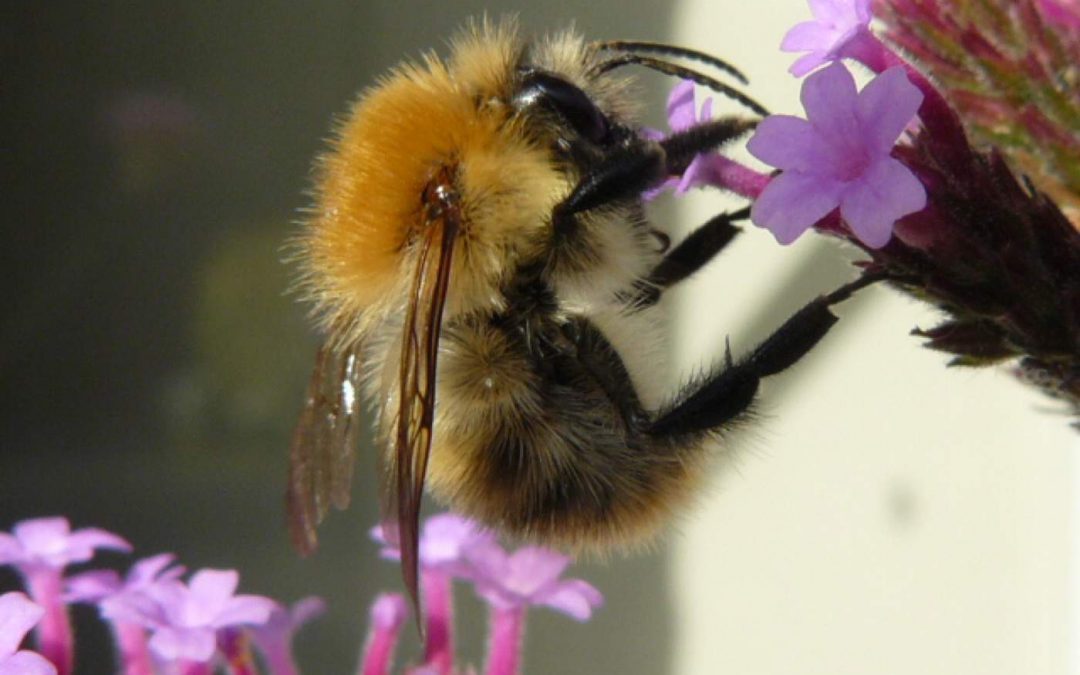Indoor Meeting: Leics and Rutland Beekeepers Association