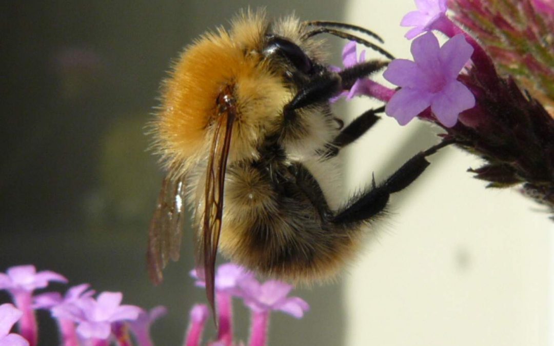 Indoor Meeting: Grantham and District Beekeepers Association
