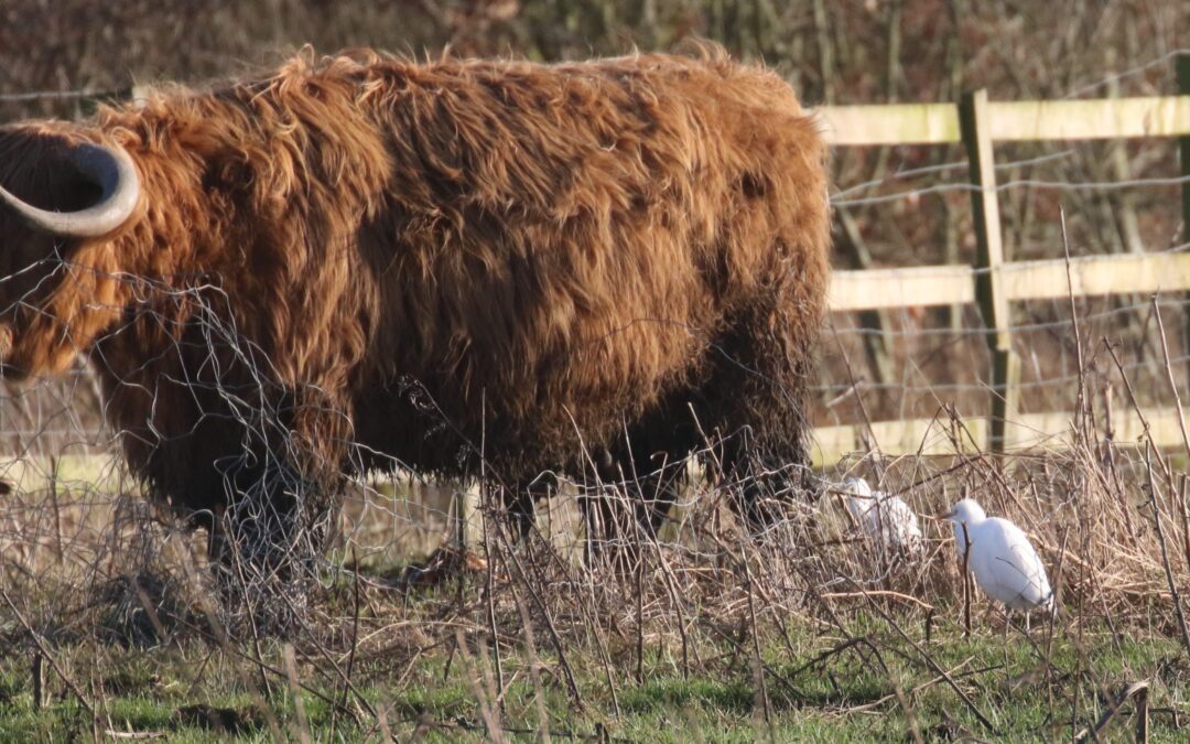 Cattle Egret (7)