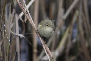 Chiffchaff 7 (2)