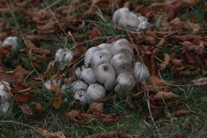 common-puffball-1