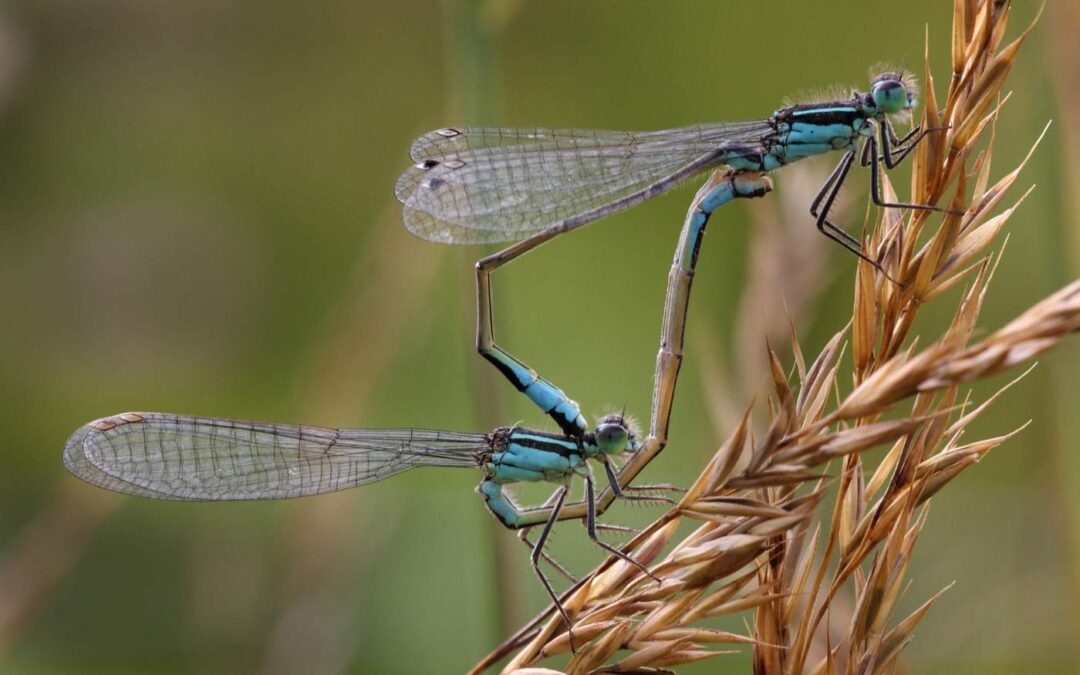 Common-blue-Damsel-flies-matingKR