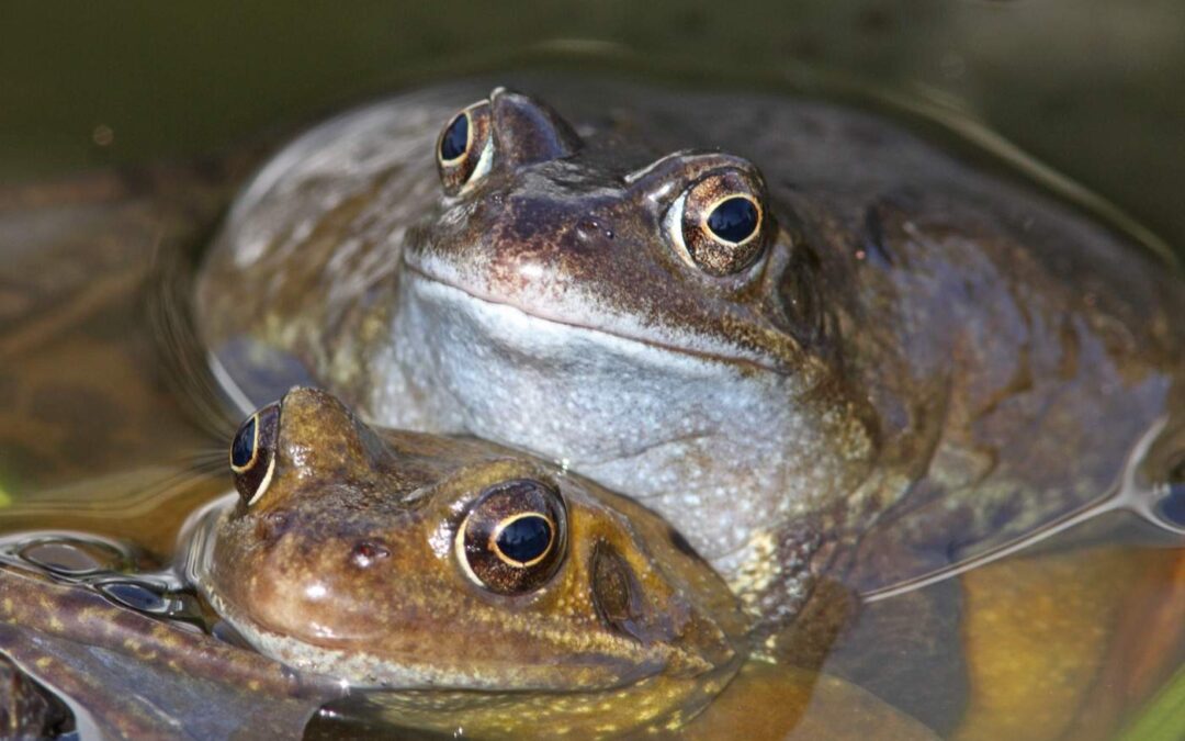 Common-frogs_OakhamKR