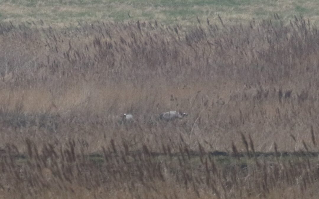 Crane Eldernell 23 Feb 2018 (1)