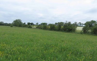 Outdoor Meeting : Cribbs Meadow an outstanding LRWT Reserve