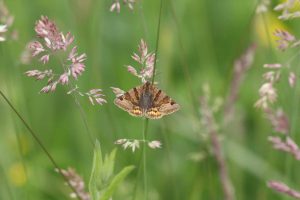 Cribb's Meadow Burnet Companion