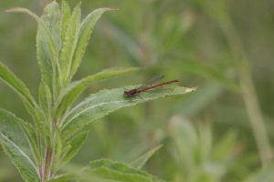 Cribb's Meadow Large Red Damselfly