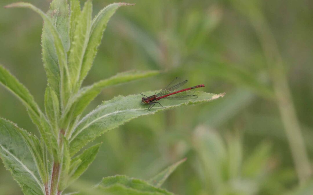Cribb’s Meadow Large Red Damselfly