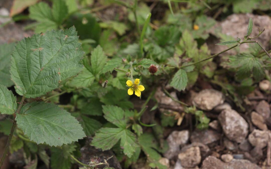 Cribb’s Meadow Wood Avens