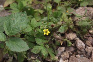 Cribb's Meadow Wood Avens