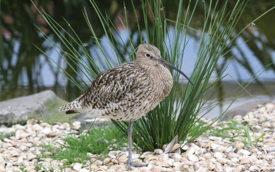 Curlew 1